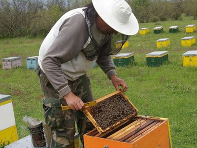 Πρόσθετα κονδύλια για τη στήριξη της μελισσοκομίας